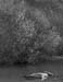 West Fork, Alder spring
